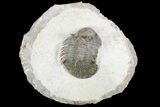 Undescribed Trilobite (aff Bojoscutellum) - Rare! #96824-6